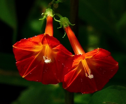{Ipomoea coccinea}